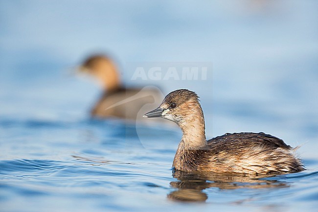 Wintering Little Grebe (Tachybaptus ruficollis ruficollis) on a lake in Germany. Another individual swimming in the background. stock-image by Agami/Ralph Martin,