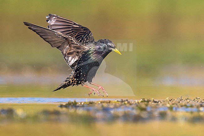 Common Starling (Sturnus vulgaris) at a water pool in Italy. stock-image by Agami/Daniele Occhiato,