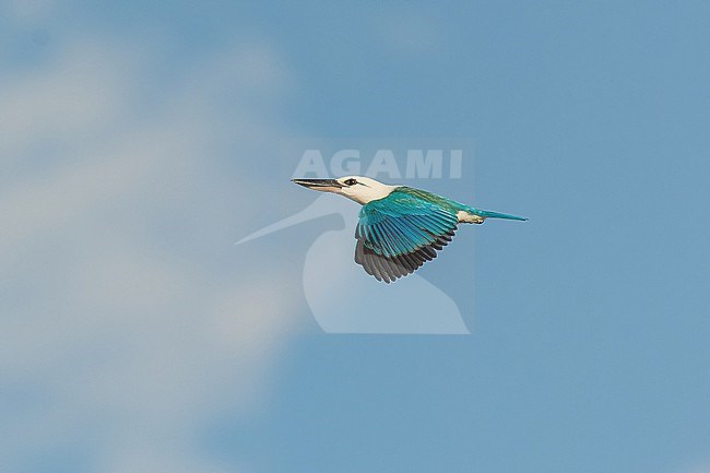 Beach Kingfisher, Todiramphus saurophagus, in West Papua, Indonesia. stock-image by Agami/Pete Morris,