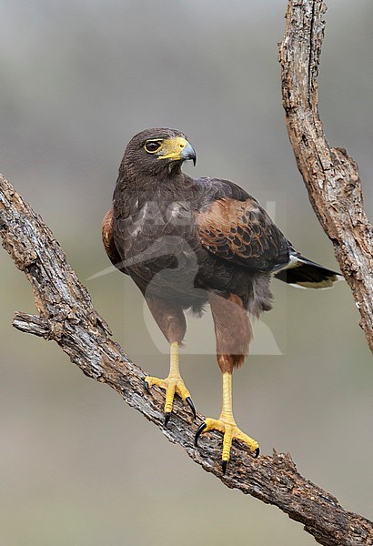 Adult female
Hidalgo Co., TX
March 2014 stock-image by Agami/Brian E Small,