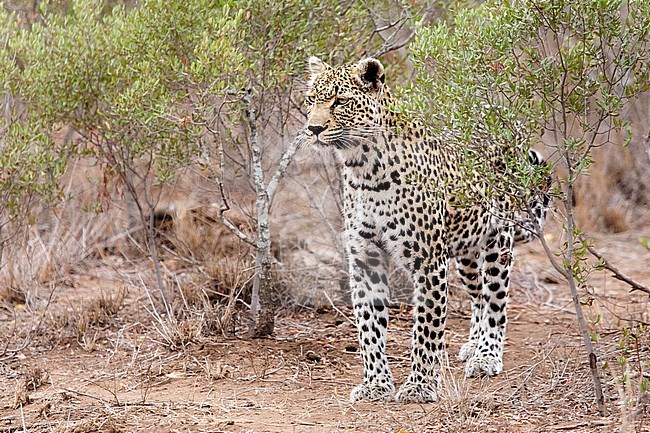 Leopard (Panthera pardus) on the lookout at Kruger National Park in summer stock-image by Agami/Caroline Piek,