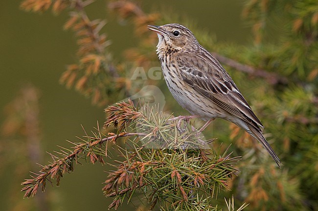 Boompieper; Tree Pipit; Anthus trivialis stock-image by Agami/Daniele Occhiato,