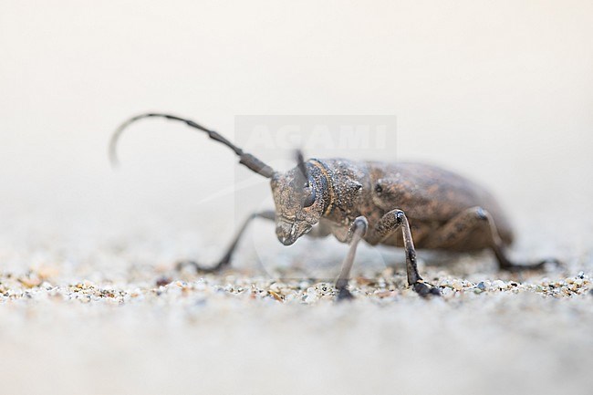 Lamia textor - Weaver beetle - Weberbock, Russia (Baikal), imago stock-image by Agami/Ralph Martin,