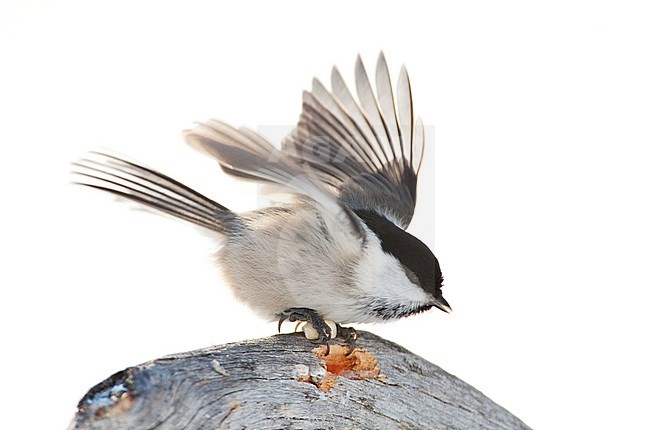 Willow Tit (Poecile montanus borealis) in a taiga forest near Kuusamo in Finland during cold winter. Taking off from a frost covered branch with a nut in its claws. stock-image by Agami/Marc Guyt,
