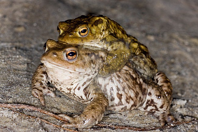 Gewone Pad; Common Toad stock-image by Agami/Theo Douma,