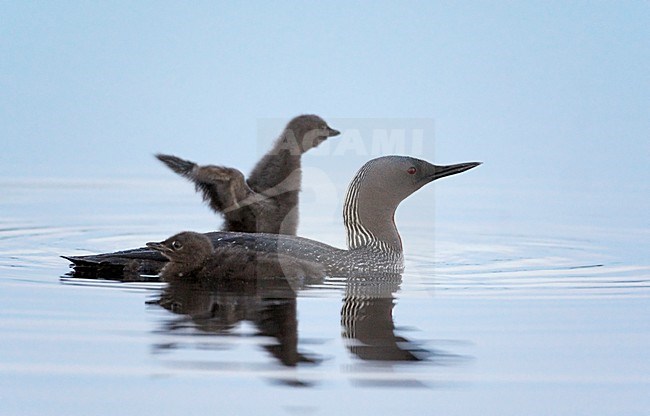 Zwemmende Roodkeelduiker met jongen; Swimming Red-throated Loon with young stock-image by Agami/Markus Varesvuo,