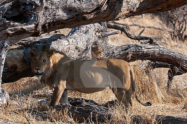 A male lion, Panthera leo, searching for shade. Okavango Delta, Botswana. stock-image by Agami/Sergio Pitamitz,