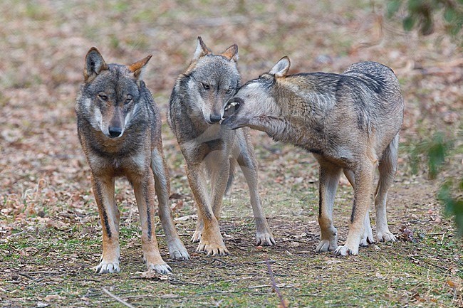 Italian Wolf (Canis lupus italicus), captive animals playing, Civitella Alfedena, Abruzzo, Italy stock-image by Agami/Saverio Gatto,