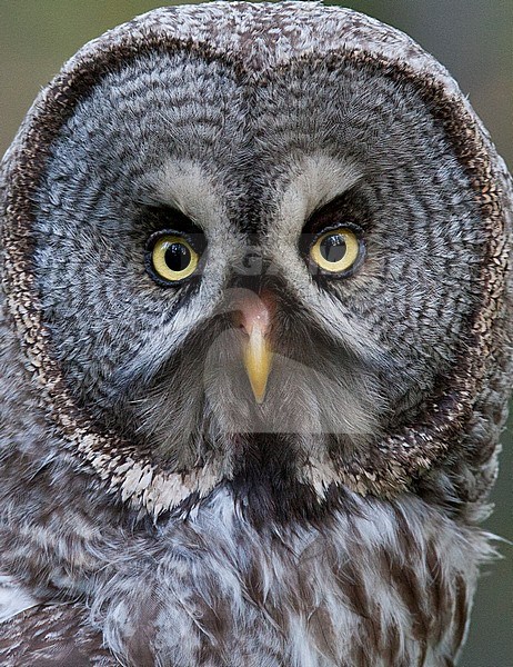 Close-up of an adult Great Grey Owl (Strix nebulosa) during Finish summer. stock-image by Agami/Jari Peltomäki,
