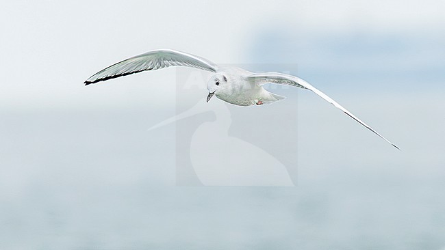 Bonaparte's gull (Chroicocephalus philadelphia) stock-image by Agami/Lennart Verheuvel,