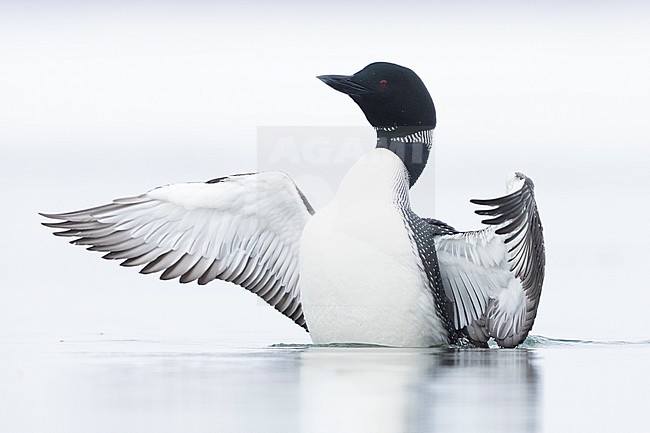 Great Northern Loon (Gavia immer), adult flpping its wings, Northeastern Region, Iceland stock-image by Agami/Saverio Gatto,
