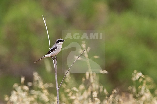 Amerikaanse Klapekster op Santa Cruz Island Californie USA, Loggerhead Shrike at Santa Cruz Island California USA stock-image by Agami/Wil Leurs,