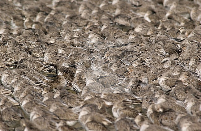 Red Knot and Dunlin on high water rest area on Griend, Netherlands stock-image by Agami/Rene Pop ,