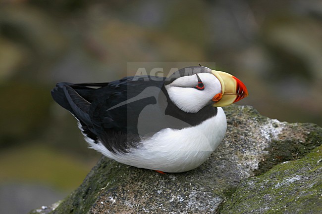 Gehoornde Papegaaiduiker, Horned Puffin, Fratercula corniculata stock-image by Agami/Pete Morris,