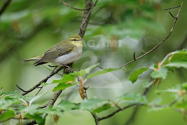 Wood warbler during spring in a Dutch forest. stock-image by Agami/Chris van Rijswijk,