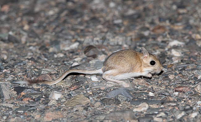 Northern three-toed jerboa (Dipus sagitta) active during the night in a Mongolian Desert stock-image by Agami/James Eaton,