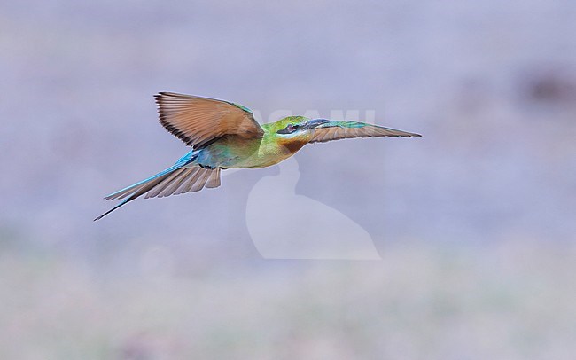 Blue-tailed Bee-eater (Merops philippinus) in flight, showing underwing, looking up. stock-image by Agami/Lennart Verheuvel,