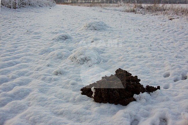 Molshoop in de sneeuw; Molehill in the snow stock-image by Agami/Theo Douma,