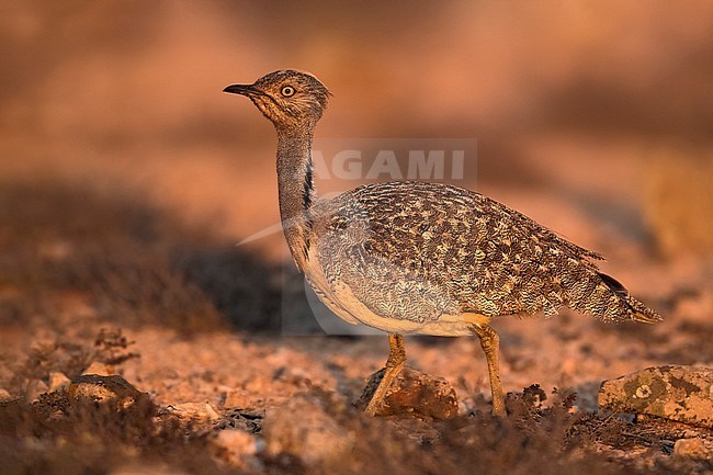 Houbara Bustard (Chlamydotis undulata fuertaventurae) on the Canary Island of Fuerteventura. This subspecies is highly restricted and endangered, with less then 500 birds left in the wild. stock-image by Agami/Daniele Occhiato,