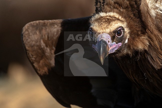 Cinereous Vulture (Aegypius monachus) in the Extremadura in Spain. Extreme closeup of mean looking bird. stock-image by Agami/Marc Guyt,