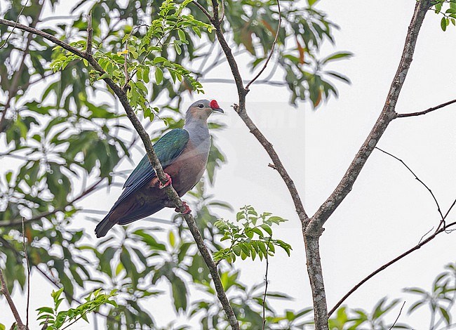 Red-knobbed Imperial Pigeon (Ducula rubricera) in the Solomon Islands. stock-image by Agami/Pete Morris,