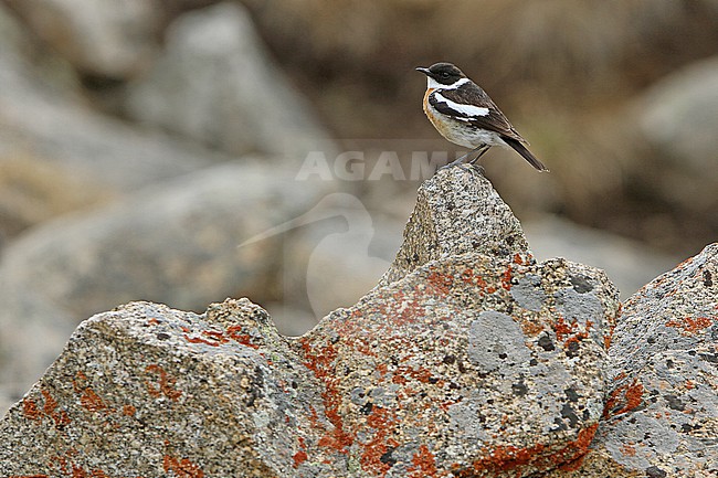 Male White-throated bush chat (Saxicola insignis), also known as Hodgson's bushchat, in Mongolia. stock-image by Agami/James Eaton,