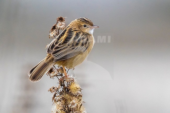 Zitting Cisticola (Cisticola juncidis) in winter and perched on a branch with background grey stock-image by Agami/Daniele Occhiato,