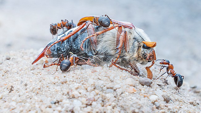 European red wood ants (Formica polyctena) with dead Common cockchafer (Melolontha melolontha) stock-image by Agami/Lennart Verheuvel,