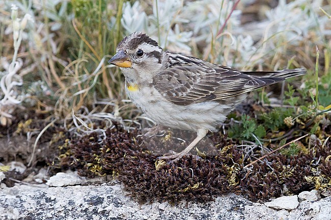 Side view of an adult Rock Sparrow (Petronia petronia), standing on the ground, with short erected crest feathers. stock-image by Agami/Saverio Gatto,