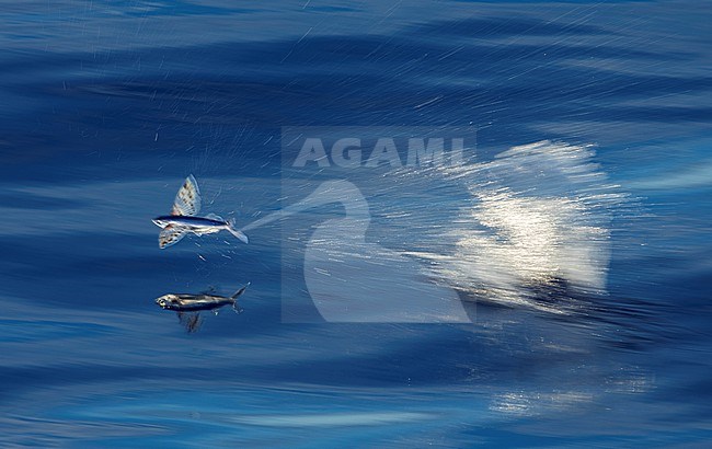 Side view of a flying fish (Exocoetidae species) in flight over the Pacific ocean. Waters between Solomon Islands. Flying fish can make powerful, self-propelled leaps out of the water and glide with their long wing-like fins for considerable distances above the water's surface. stock-image by Agami/Marc Guyt,