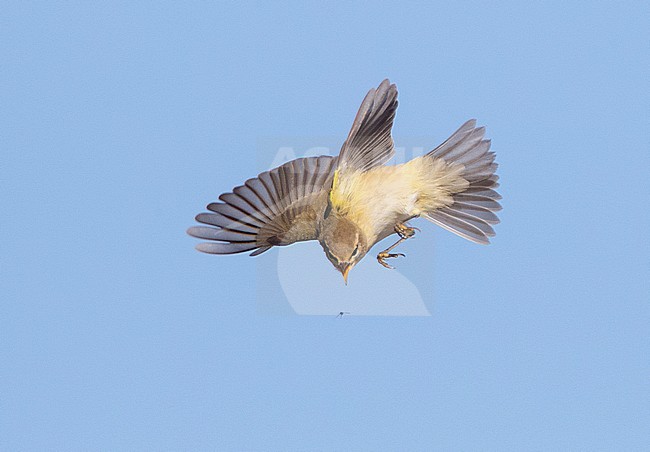 Common Chiffchaff (Phylloscopus collybita) catching an insect in mid air along the Black sea coast of Bulgaria, next to Durankulak lake, during autumn migration. stock-image by Agami/Marc Guyt,
