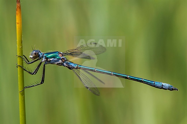 Mannetje Tangpantserjuffer, Male Lestes dryas stock-image by Agami/Wil Leurs,