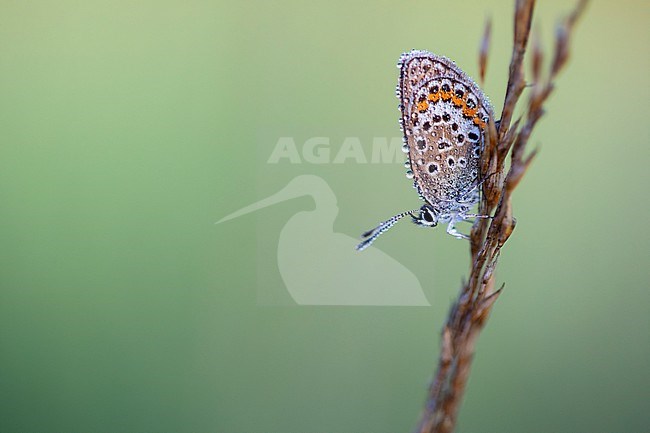 Silver-studded Blue stock-image by Agami/Wil Leurs,