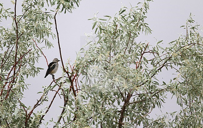 Daurian Starling (Agropsar sturninus) perched in a tree. stock-image by Agami/James Eaton,