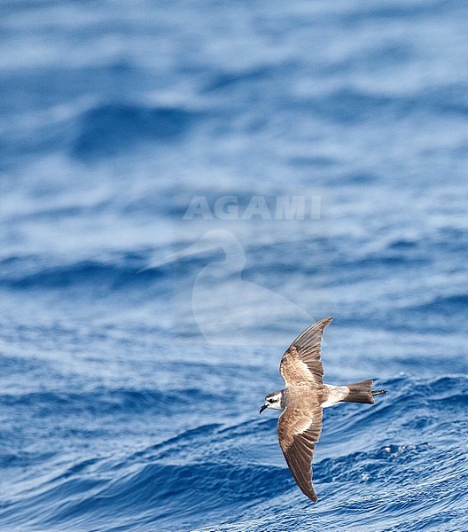 White-faced Storm-Petrel (Pelagodroma marina) flying over the ocean swell just off Madeira island in the central Atlantic ocean. stock-image by Agami/Marc Guyt,