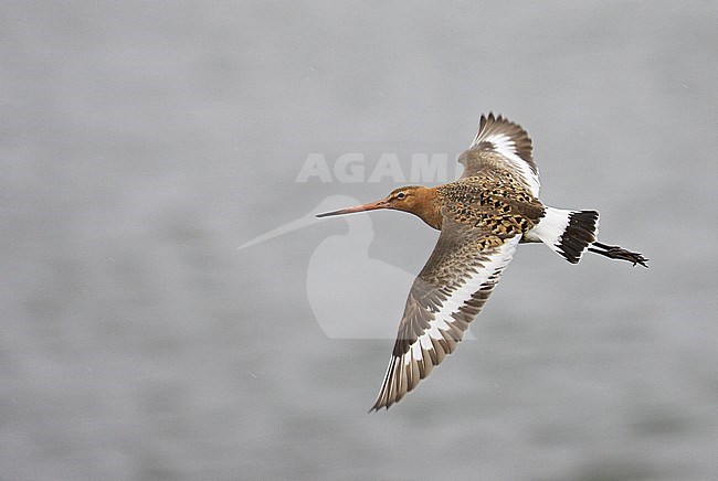 Icelandic Black-tailed Godwit (Limosa limosa islandica) in flight during spring on Iceland in June 2006, showing upperwing. stock-image by Agami/Markus Varesvuo,