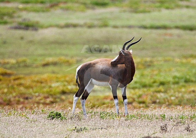 Bontebok; Bontebok stock-image by Agami/Marc Guyt,
