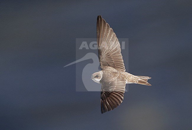 Sand Martin, Riparia riparia, adult in flight at Langeland, Denmark stock-image by Agami/Helge Sorensen,