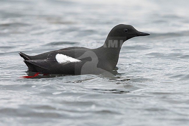 Black Guillemot (Cepphus grylle), adult swimming in the water, Capital Region, Iceland stock-image by Agami/Saverio Gatto,