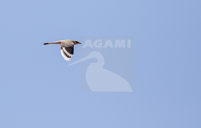 Grey hypocolius, Hypocolius ampelinus,  in Iran. stock-image by Agami/Pete Morris,