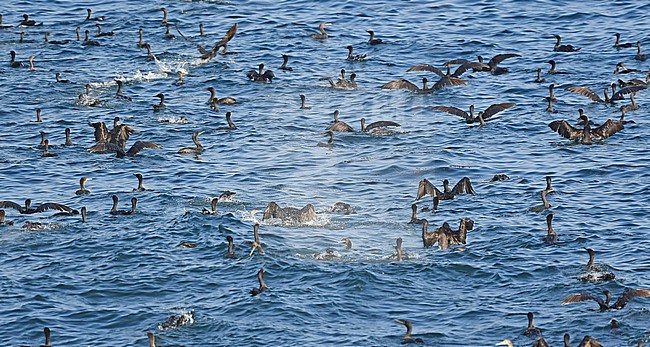 Socotra Cormorant (Phalacrocorax nigrogularis) are known to operate in groups to catch the fish. stock-image by Agami/Eduard Sangster,