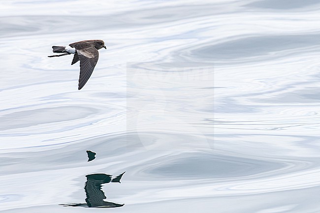  stock-image by Agami/Menno van Duijn,