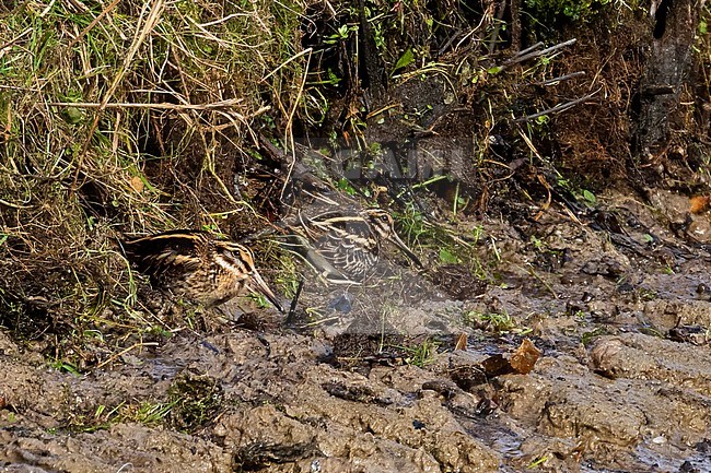 A couple of Jacksnipe (Lymnocryptes minimus) are taking cover along a muddy and grass covered edge of a stream. Winter time offeres unique opportunities to see this small snipe species. stock-image by Agami/Jacob Garvelink,