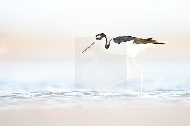 Adult female Black-necked Stilt (Himantopus mexicanus) walking in shallow water in Colombia.
 stock-image by Agami/Rafael Armada,