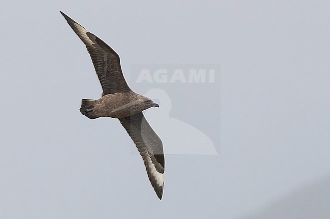 Great Skua (Stercorarius skua), adult stock-image by Agami/Saverio Gatto,