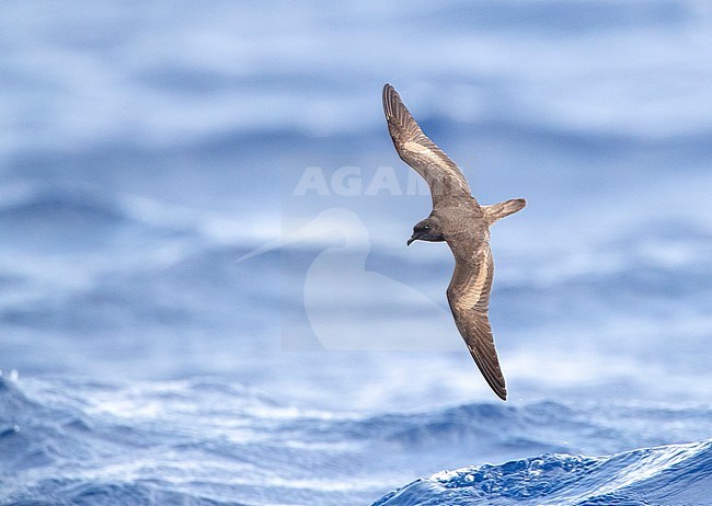 Bulwer's Petrel (Bulweria bulwerii) in flight over the Atlantic ocean off Madeira island, Portugal. stock-image by Agami/Marc Guyt,