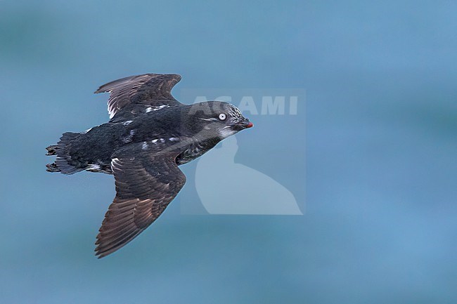 Least Auklet (Aethia pusilla) at a breeding colony on St Paul Island, Alaska stock-image by Agami/Dubi Shapiro,