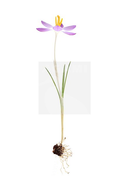 Early Crocus, Crocus tomassinianus stock-image by Agami/Wil Leurs,