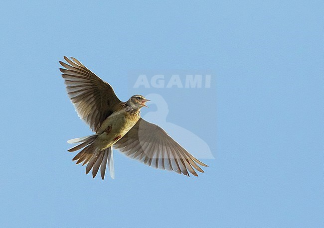 Displaying Steppe Japanese Skylark (Alauda japonica dulcivox) singing in flight near Inderbor, Atyrau in Kazakhstan. stock-image by Agami/David Monticelli,