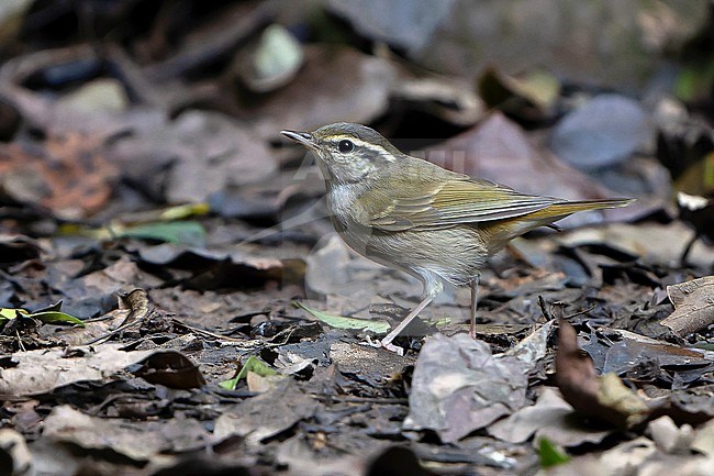 Wintering Pale-legged Leaf Warbler, Phylloscopus tenellipes,  in Thailand. stock-image by Agami/Dani Lopez-Velasco,